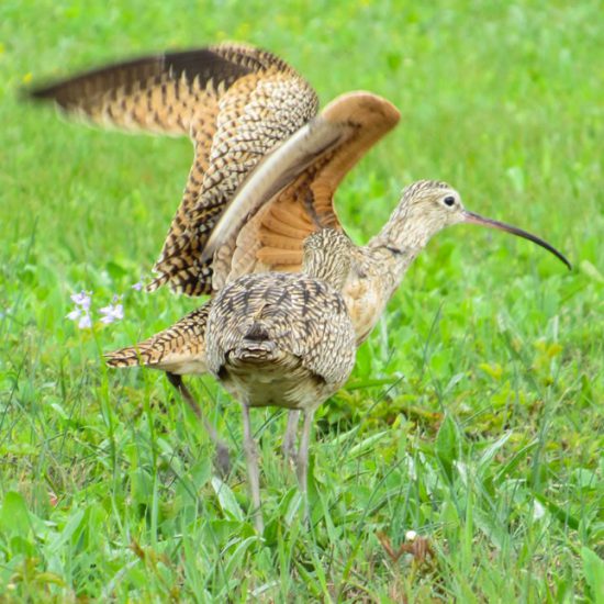 Long-billed Curlews