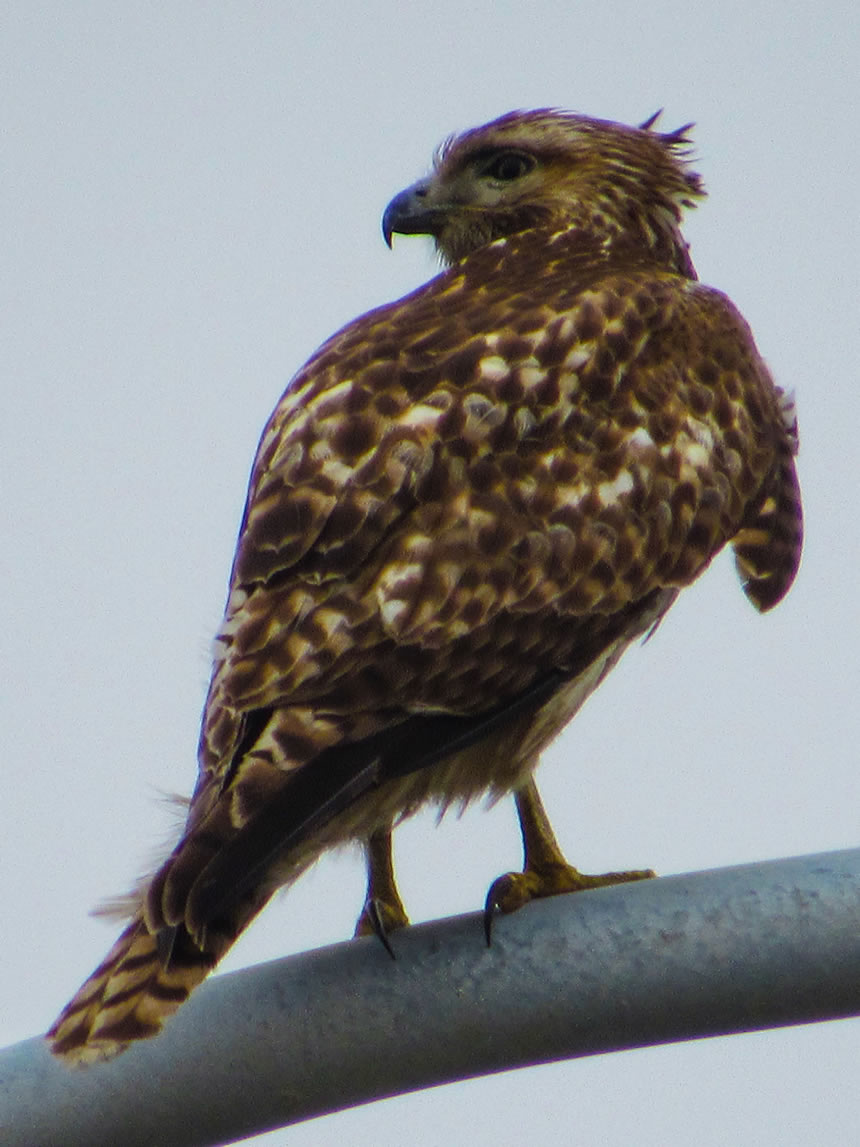 Red-tailed Hawk Immature