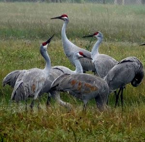 Sandhill Cranes