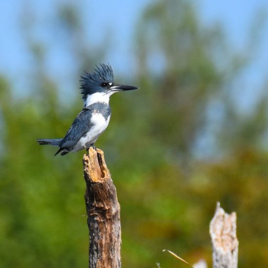 Belted Kingfisher, Photo by Lynne Hughes
