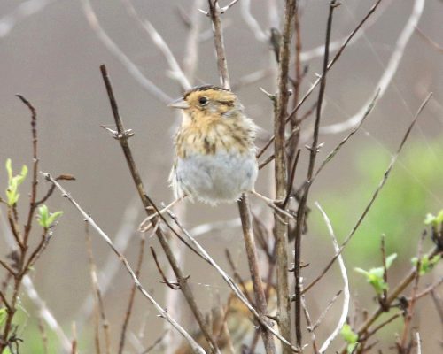 LeConte's Sparrow; Photo by Bob Becker