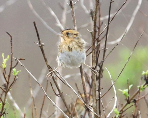 Le Conte's Sparrow Bob Becker LeConte's Sparrow; Photo by Bob Becker