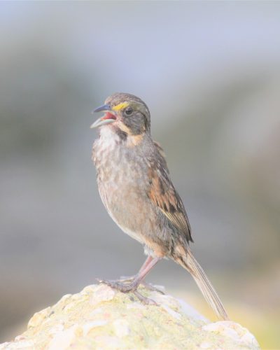 Seaside Sparrow; Photo by Bob Becker