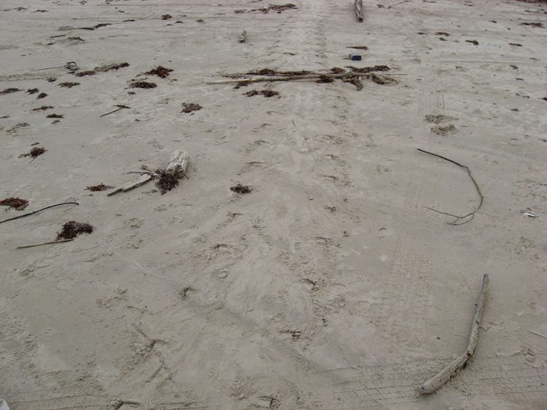 sea-turtle-tracks-in-the-sand-galveston-island-nature-tourism-council