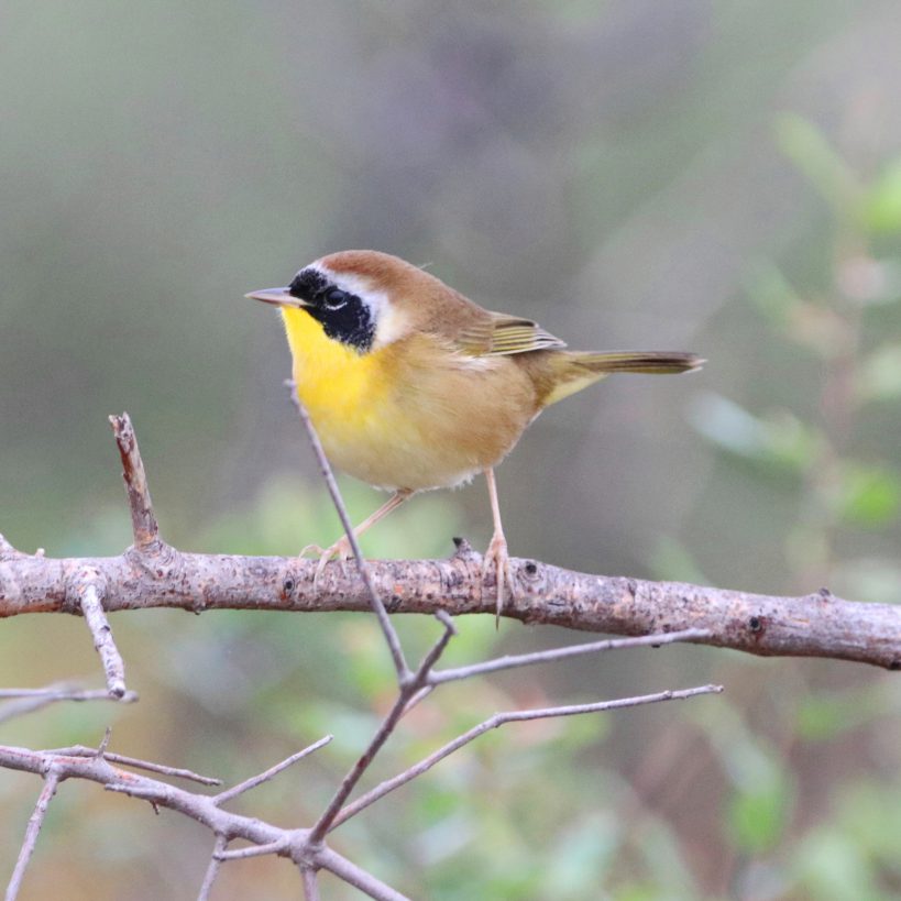 Common Yellowthroat 2 (Geothlypis trichas) Common Yellowthroat; Photo Bob Becker
