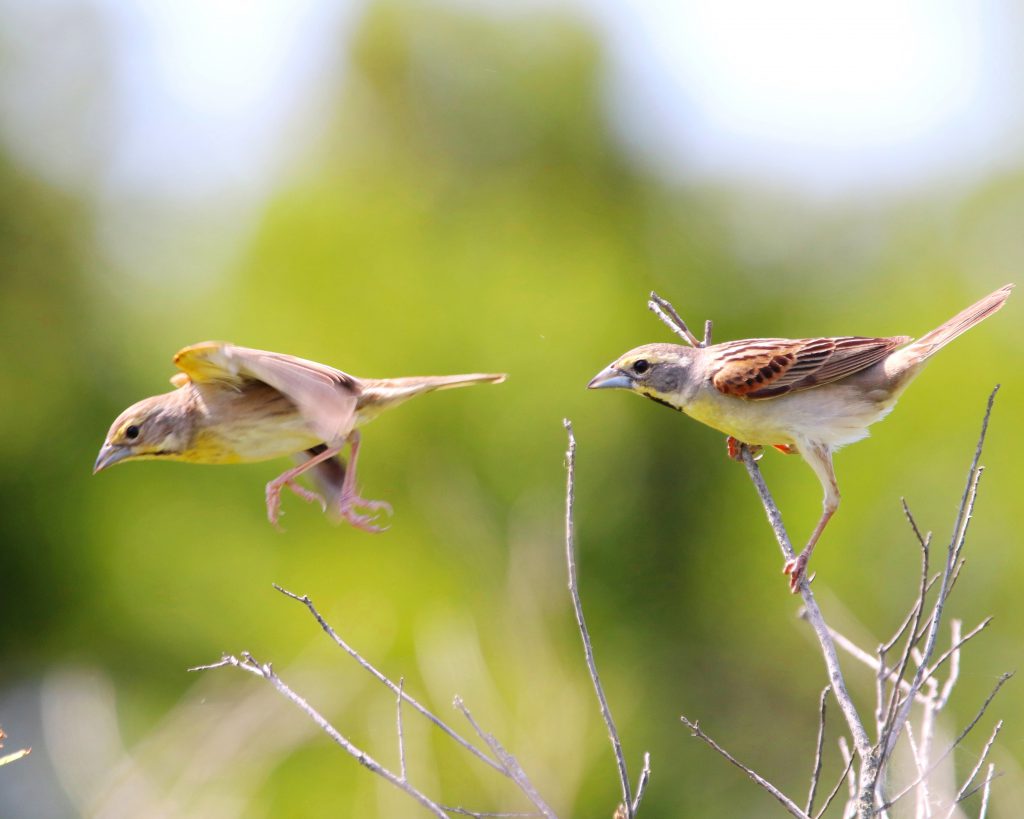 Dickcissel 4 (Spiza americana)