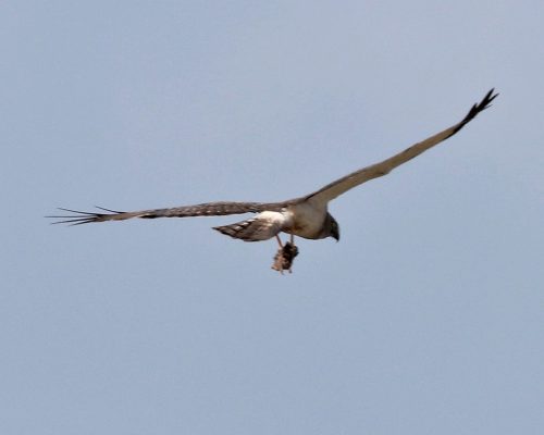 Harrier 4 Northern Harrier; Photo by Bob Becker