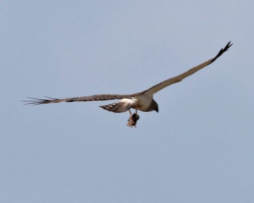 Northern Harrier; Photo by Bob Becker