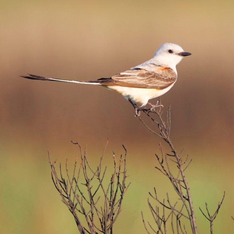 Scissor-tailed Flycatcher; Photo by Bob Becker