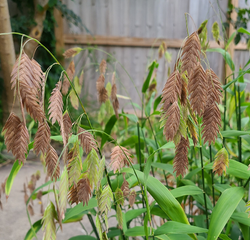 Inland Sea Oats