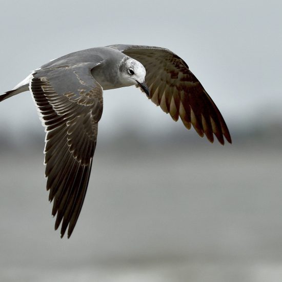 Afternoon Birding trip