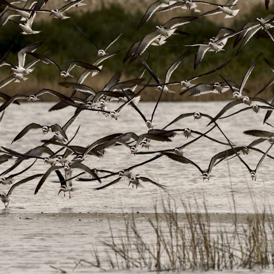 Afternoon Birding trip