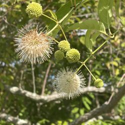 Buttonbush_KVale