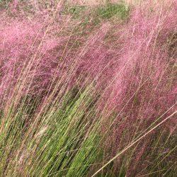 Gulf muhly_Julie Ann Brown