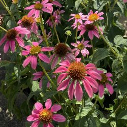 Purple Coneflower