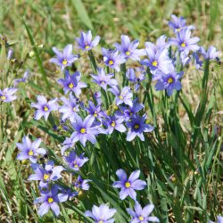 blue eyed grass