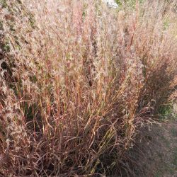 little bluestem