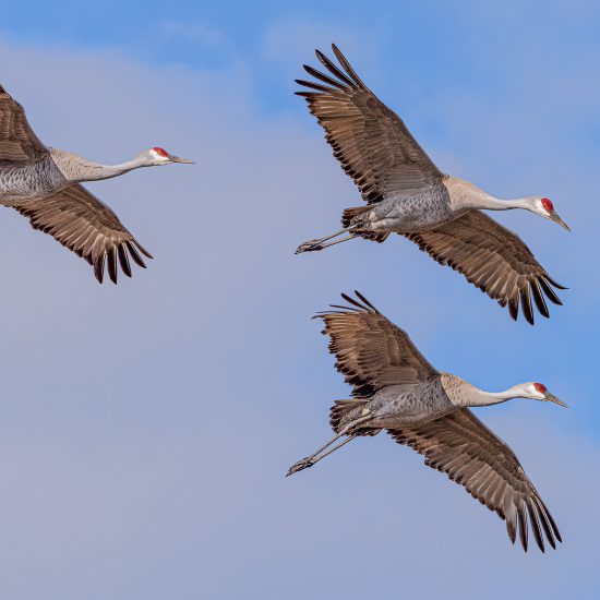 Sandhill Crane-6