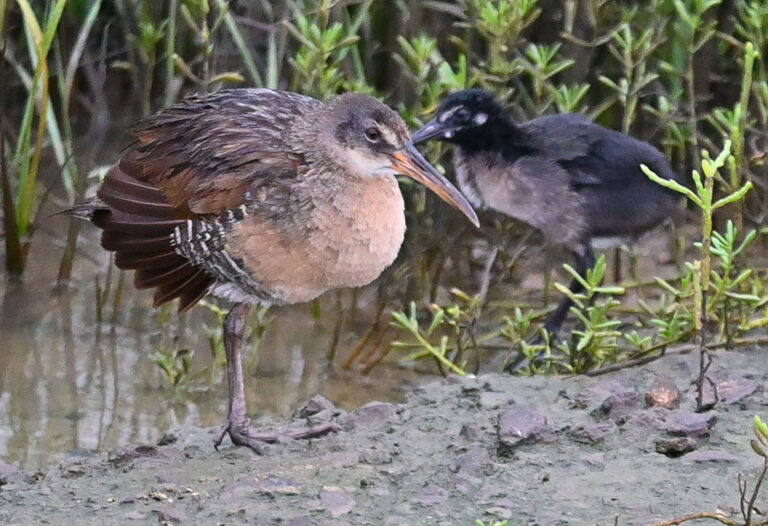 SUMMERTIME AND THE BIRDING IS EASY - Galveston Island Nature Tourism ...