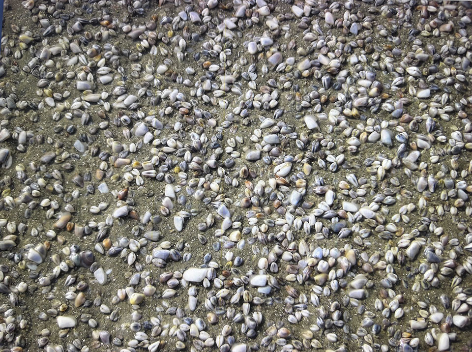 Bean Clams, Closeup View