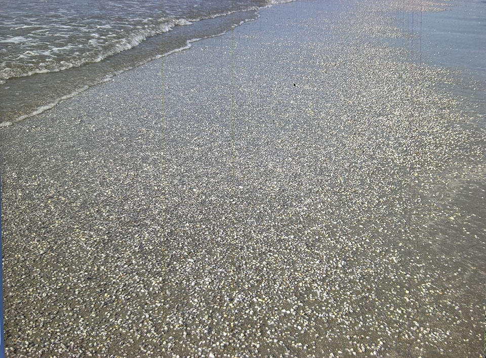 Bean Clams, Wide View