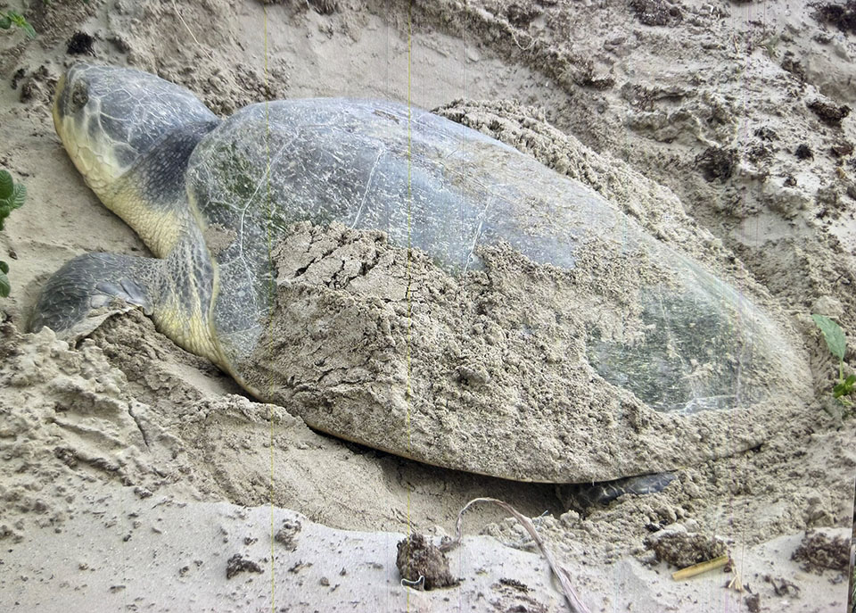 Nesting Female Kemps Ridley Sea Turtle