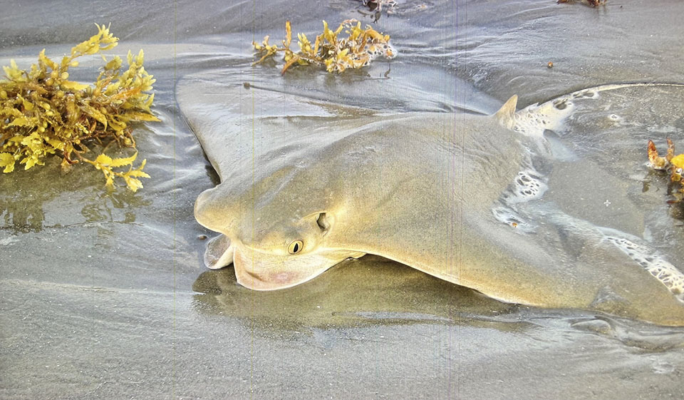 Stranded Cownose Ray Stranded Cownose Ray